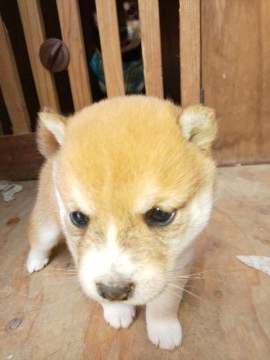 柴犬(豆柴)【福岡県・女の子・2020年2月18日・裏白が綺麗な女の子】の写真「たぬき顔の綺麗な赤、小ぶりで育ちます。」