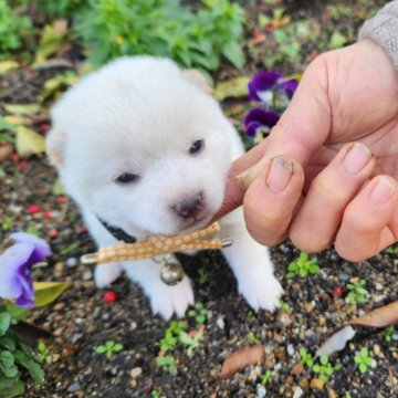 柴犬(豆柴)【福岡県・女の子・2024年1月8日・可愛い白豆柴❗】の写真「綺麗な白色でコロコロ❗」