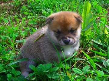 柴犬(豆柴)【福岡県・女の子・2019年9月2日・たぬき顔の綺麗な赤】の写真「綺麗な赤色の女の子です。」