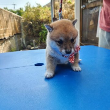 柴犬(豆柴)【福岡県・女の子・2023年7月15日・☺まんまる顔の赤豆柴❗】の写真「綺麗な赤です。❗」