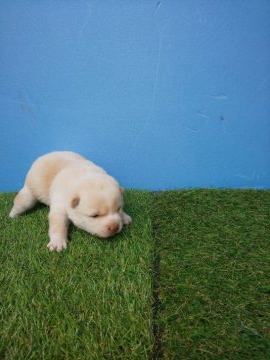 柴犬(豆柴)【福岡県・女の子・2020年5月23日・💓白色の可愛い女の子です】の写真「希少な白豆柴の女の子です。」