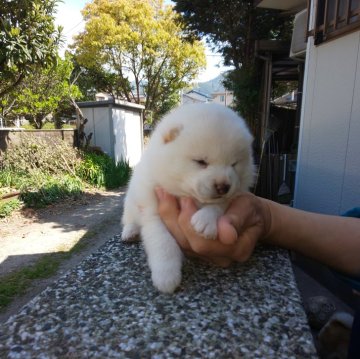 柴犬(豆柴)【福岡県・男の子・2023年7月7日・白豆柴の男の子】の写真「フアフア、コロコロの綺麗な白色❗」