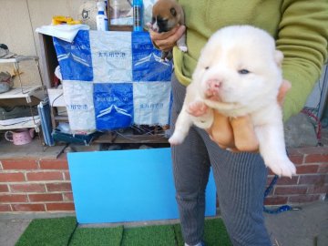 柴犬(豆柴)【福岡県・女の子・2019年12月1日・❤️たぬき顔の綺麗な白容姿淡麗です。】の写真「珍しい、白色の女の子」