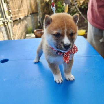 柴犬(豆柴)【福岡県・男の子・2023年7月15日・☺コロコロで小さな赤豆柴❗】の写真「誕生して2か月になりますが小さいです。❗」