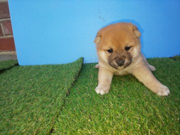 柴犬(豆柴)【福岡県・女の子・2019年11月14日・❤️たぬき顔の綺麗な赤 小ぶりで育ちます】の写真「❤️生後2ヶ月立ちますが小さく育っています‼️」