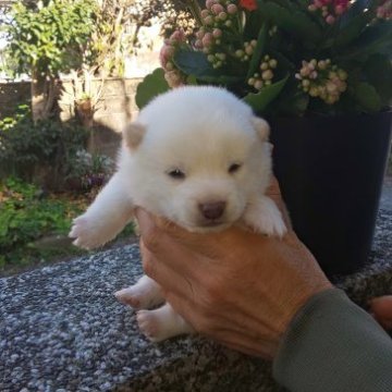 柴犬(豆柴)【福岡県・女の子・2023年3月25日・☺まんまる顔の白豆柴❗】の写真「☺️コロコロして可愛いです。❗」