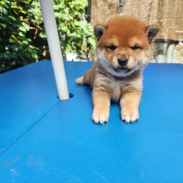 柴犬(豆柴)【福岡県・男の子・2023年7月21日・まんまる顔の赤豆柴❗】の写真「骨量がありタヌキ顔です。」