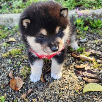 柴犬(豆柴)【福岡県・男の子・2023年1月27日・コロコロした黒豆柴の男の子です。】の写真「たぬき顔でモコモコ❗」