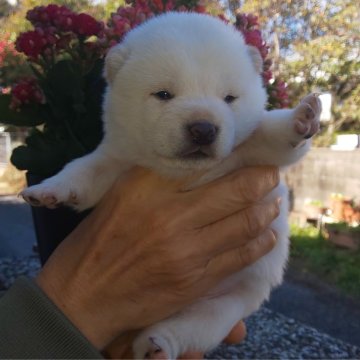 柴犬(豆柴)【福岡県・男の子・2023年7月7日・可愛い白豆柴❗】の写真「フアフアでコロコロしています。」