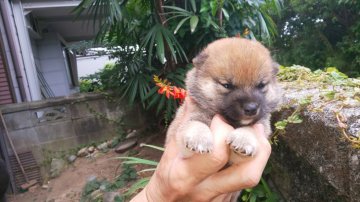 柴犬(豆柴)【福岡県・女の子・2021年6月5日・まんまる顔の赤豆柴】の写真「たぬき顔で小さく成長すると思います。」