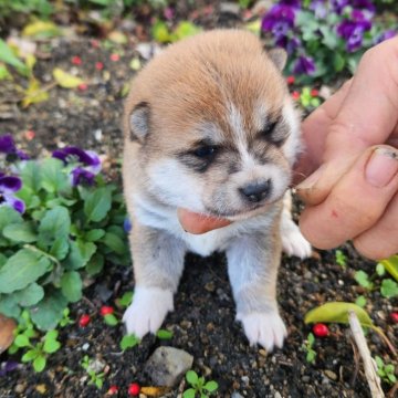 柴犬(豆柴)【福岡県・女の子・2024年1月8日・まんまる顔の赤豆柴❗】の写真「顔の配色が綺麗❗」