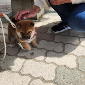 柴犬(豆柴)【福岡県・男の子・2024年2月10日・まんまる顔の赤豆柴❗】の写真「まんまる顔で骨量があります。」