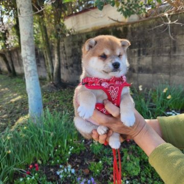 柴犬(豆柴)【福岡県・女の子・2023年1月19日・☺️ふわふわモコモコ❗️赤豆柴の女の子❗】の写真「ソックスを履いて顔の配色も良いですよ❗❗」