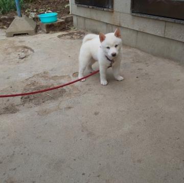 柴犬(豆柴)【福岡県・男の子・2022年6月16日・❤️ふあふあ白毛、希少鼻黒の白豆柴の男の子❗️】の写真「❤️白毛がふあふあ❗️コロコロしています。」