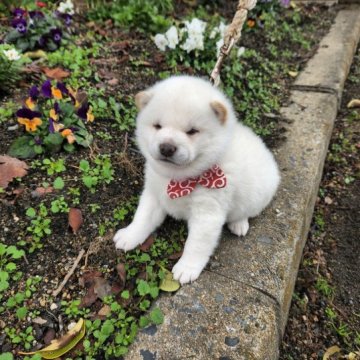 柴犬(豆柴)【福岡県・男の子・2022年12月17日・🙆ふわふわ白豆柴の男の子❗】の写真「❤️ふあふあ白毛で可愛いです🙆」