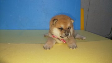 柴犬(豆柴)【福岡県・男の子・2021年12月12日・❤️お顔の配色が綺麗な、たぬき顔の赤豆柴】の写真「顔の配色が綺麗でコロコロしています。」