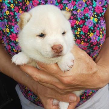 柴犬(豆柴)【福岡県・男の子・2022年7月7日・❤️クリーム白色で無く綺麗な白豆柴です。❗️】の写真「❤️コロコロした綺麗な白豆柴の男の子です❗️」