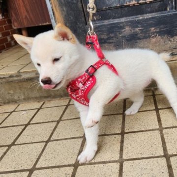 柴犬(豆柴)【福岡県・男の子・2023年7月15日・☺小さい白豆柴❗❕】の写真「誕生して3か月近くになりますが小さいです。❗」