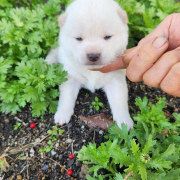 柴犬(豆柴)【福岡県・女の子・2024年1月8日・まんまる顔の白豆柴❗】の写真「小ぶりで成長すると思います。」