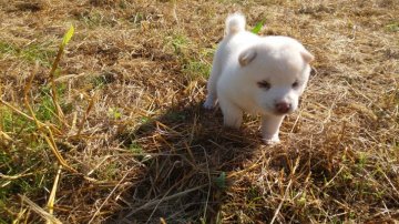 柴犬(豆柴)【福岡県・男の子・2021年8月28日・綺麗な白豆柴の男の子】の写真「ふわふわの白色が綺麗なたぬき顔の男の子」