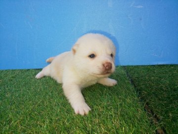 柴犬(豆柴)【福岡県・男の子・2020年10月1日・❤️珍しい白豆柴の男の子です。】の写真「優良血統の白豆柴の男の子です。」