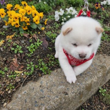 柴犬(豆柴)【福岡県・男の子・2022年12月17日・☺フアフア白豆柴の男の子❗️】の写真「🙆たぬき顔でコロコロ❗️」