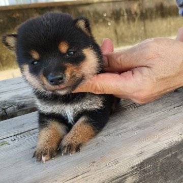 柴犬(豆柴)【福岡県・男の子・2024年7月22日・小さく誕生した黒豆柴❗】の写真「人気の黒豆柴、極小タイプ❗」