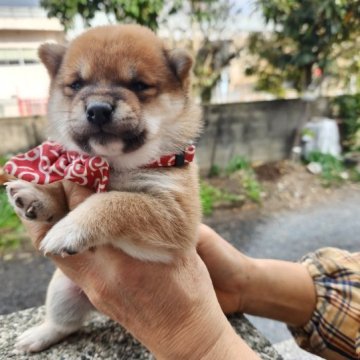 柴犬(豆柴)【福岡県・女の子・2022年12月30日・☺️まんまる顔の赤豆柴】の写真「可愛目をしています。」