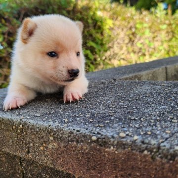 柴犬(豆柴)【福岡県・男の子・2024年7月22日・希少鼻黒の白豆柴❗】の写真「人気の白豆柴、希少の鼻黒で小さい❗」