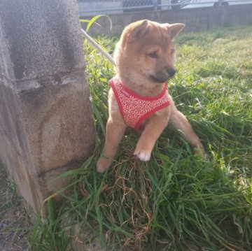 柴犬(豆柴)【福岡県・女の子・2022年10月17日・💓🙆🐇コロコロ赤豆柴の女の子です。❗️】の写真「❤️🐇たぬき顔でコロコロして可愛いです。❗️」