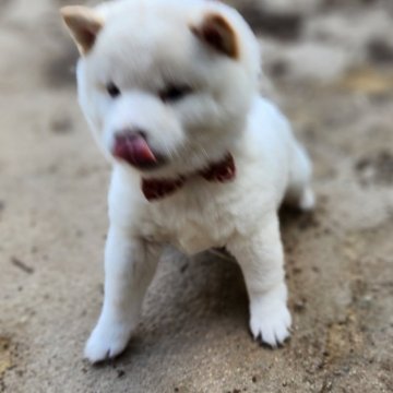 柴犬(豆柴)【福岡県・女の子・2023年12月27日・まんまる顔の白豆柴❗】の写真「まんまる顔でコロコロ。」