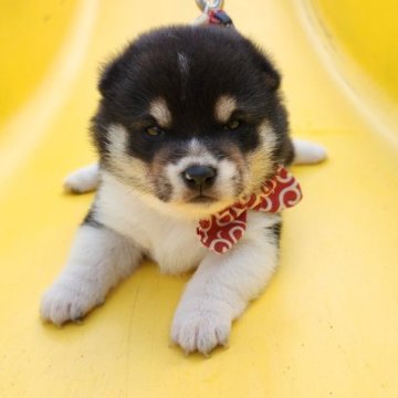 柴犬(豆柴)【福岡県・女の子・2023年9月5日・☺尻尾の先が白色の黒豆柴❗】の写真「☺タヌキ顔で尻尾の先が白色❗」