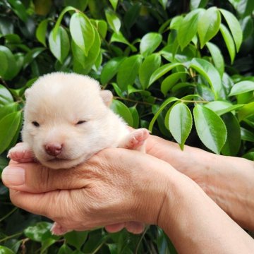 柴犬(豆柴)【福岡県・女の子・2024年4月22日・まんまる顔の白豆柴❗】の写真「小さくて綺麗な白❗」