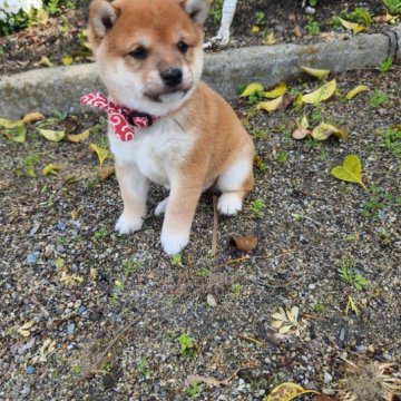 柴犬(豆柴)【福岡県・男の子・2023年2月5日・たぬき顔の赤豆柴❗】の写真「顔の配色が綺麗です。❗」