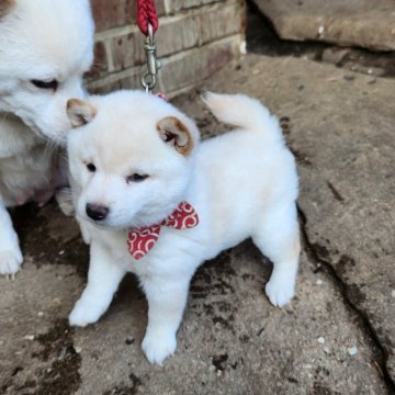 柴犬(豆柴)【福岡県・男の子・2024年7月26日・☺希少鼻黒の白豆柴❗小さいです。】の写真「😸小さく鼻が黒くて可愛いです。」