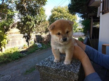 柴犬(豆柴)【福岡県・女の子・2020年10月2日・❤️たぬき顔の赤豆柴の女の子です】の写真「たぬき顔の綺麗な赤豆柴です。」