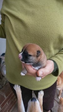 柴犬(豆柴)【福岡県・女の子・2019年12月1日・❤️たぬき顔の赤 個性ある顔立ちです。】の写真「たぬき顔の赤、小ぶりで育ちます‼️」