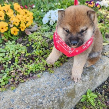 柴犬(豆柴)【福岡県・男の子・2023年1月27日・まんまる顔の赤豆柴❗❗】の写真「コロコロのたぬき顔❗」