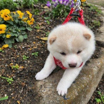 柴犬(豆柴)【福岡県・女の子・2022年12月17日・🙆ふあふあ白毛の可愛い女の子❗️】の写真「ふわふあふあの白毛でたぬき顔‼️」