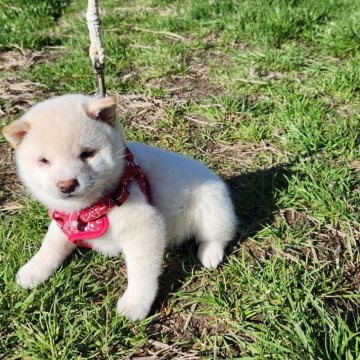 柴犬(豆柴)【福岡県・女の子・2023年12月27日・まんまる顔の白豆柴❗】の写真「☺まんまる顔の白豆柴」