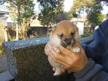 柴犬(豆柴)【福岡県・男の子・2020年11月30日・両親の優秀血統を持った赤豆柴の男の子】の写真「父親の優秀血統を受け継いだ赤豆柴の男の子」