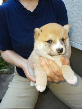 柴犬(豆柴)【福岡県・男の子・2020年5月23日・赤豆柴の男の子】の写真「たぬき顔の可愛い男の子
小ぶりで成長します」