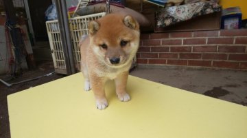 柴犬(豆柴)【福岡県・男の子・2021年10月29日・たぬき顔の赤豆柴】の写真「❤️お年玉特価、可愛いたぬき顔の男の子」