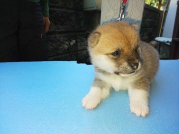 柴犬(豆柴)【福岡県・女の子・2020年10月2日・❤️たぬき顔の赤豆柴の女の子です】の写真「❤️ソックスをはいた、とても可愛い女の子」