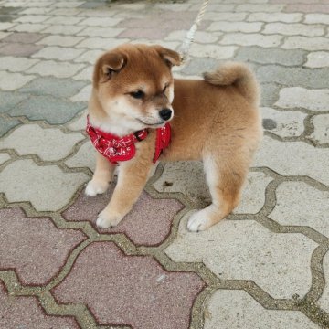 柴犬(豆柴)【福岡県・女の子・2024年1月14日・😊まんまる顔の赤豆柴❗】の写真「😊まんまるで顔の配色が良いです。」