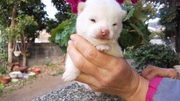 柴犬(豆柴)【福岡県・女の子・2021年12月14日・❤️極小サイズの白豆柴の女の子】の写真「❤️クリーム白でなく綺麗な白豆柴の女の子」