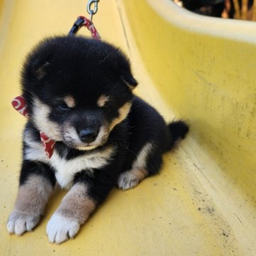 柴犬(豆柴)【福岡県・女の子・2024年8月3日・まんまる顔の黒豆柴❗】の写真「顔の配色が良い人気の黒豆柴❗」