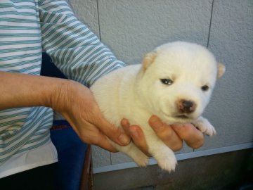 柴犬(豆柴)【福岡県・男の子・2020年10月1日・希少な鼻黒の白豆柴の男の子】の写真「大変綺麗な白豆柴の男の子」