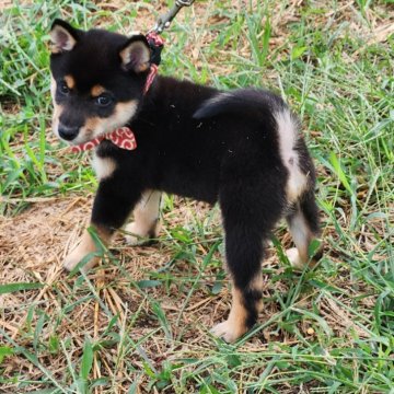 柴犬(豆柴)【福岡県・男の子・2024年7月22日・☺極小サイズの黒豆柴❗】の写真「まだまだ小さく元気いっぱい❗」