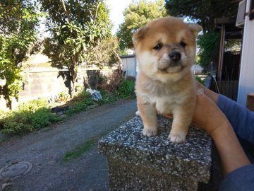 柴犬(豆柴)【福岡県・男の子・2020年9月30日・❤️綺麗な赤豆柴の男の子 です】の写真「綺麗な赤豆柴に成長すると思います。」